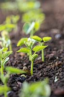Phaseolus vulgaris  - Dwarf french bean seedlings