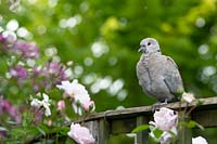 Streptopelia decaocto - Eurasian collared dove - sitting on a garden trellis.