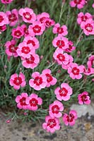 Dianthus gratianopolitanus - Cheddar pink
