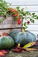 Pumpkin 'Musquee de Provence' with autumn foliage and berries. 