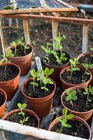 Lathyrus odoratus - sweet pea - seedlings overwintering in victorian cloche.