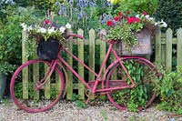 Pink painted, planted up bicycle stands infant of picket fence. 
