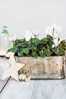 White Cyclamen displayed in old tin container with festive accessories. 