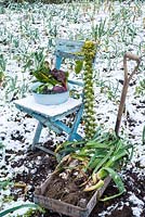 Winter harvest in snowy vegetable garden.