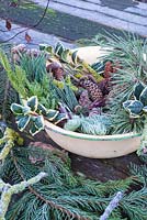 Selection of different conifer foliage and pine cones displayed in enamel bowl. 