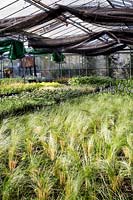 Young Stipa tenuissima 'Pony Tails' being grown on in a nursery greenhouse