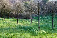 View of The Meadow, with Corylus colurna trees - Turkish Hazels - at Veddw House Garden, Monmouthshire, Wales, UK.