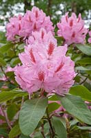 Rhododendron 'Furnivall's Daughter'