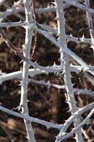 Rubus biflorus - white-stemmed bramble