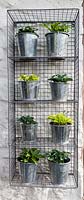  Miniature hostas growing in galvanised pots and hung on house wall in metal cage

