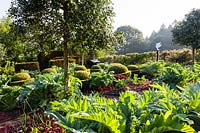 Overview of vegetable garden with large leaves of Cynara cardunculus
 'Florist Cardy' - cardoon - in the foreground and topiary of Buxus sempervirens
 - box
