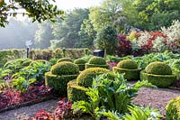 Rows of clipped topiary of Buxus sempervirens - box - in a vegetable garden 
with contrasting cardoon foliage

