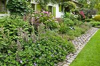 Packed border with plants spilling over cobblestone path, Acanthus spinosus and 
Geranium Rozanne in foreground, Hydrangea macrophylla beyond