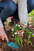 Planting a clump of flowering Leucojum vernum - snowflakes - with a trowel