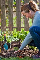 Firming in ground with fingertips after planting young perennials