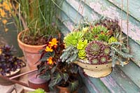 Colander planted with mixed succulents hanging in rustic setting
