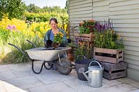 Planting Osteospermum 'Margarita Sunset' in wheelbarrow raised bed.