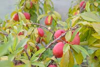 Prunus persica var. nectarina 'Nectarella', Nectarine fruits, Wales, UK.