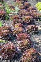 Lactuca sativa 'Oakleaf' lettuces in a kitchen garden. 