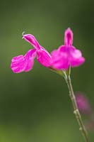 Salvia microphylla 'Trewithen Cerise' 