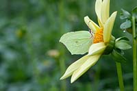 Gonepterymx Rhamni - Common brimstone butterfly - on dahlia flower. 