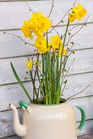 Narcissus 'Quail' in enamel teapot