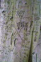 Beech, Fagus sylvatica, trunk covered in graffiti.