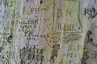 Beech, Fagus sylvatica, trunk covered in graffiti