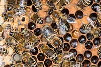 Honey bee colony showing female worker bees and drones on brood chamber comb