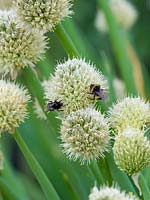 Bumble Bees on Allium fistulosum - Welsh onion
