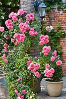 Rosa 'Rosarium Uetersen' - Rose