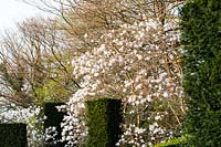 Flowering Magnolia stellata overhangs columns of Taxus baccata - Yew - at Veddw House Garden, Monmouthshire, UK.