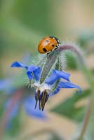 Ladybird on Borago officinalis - Borage 