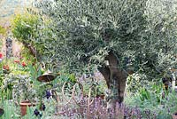 Olea europaea underplanted with Salvia, copper tubes used for support 