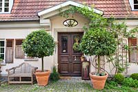 Duo of Terracotta pots contain Laurus nobilis - Bay - at house entrance. Marina WÃ¼st garden, Germany. 