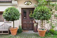Pair of clipped Laurus nobilis - bay - either side of house entrance
 