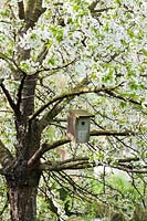 Bird nesting box hanging in Prunus - Cherry tree. Marina WÃ¼st garden, Germany. 