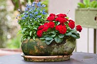 Terracotta pot and saucer showing aging patina on surface, planted with Myosotis - forget-me-not and primula
 