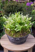 A recycled metal bowl planted with Convallaria majalis - lily-of-the-Valley and topped with  moss