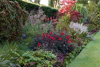Packed mixed border next to neat lawn. Plants featured include Dahlia
 'Bishop of Llandaff' amidst ornamental grasses, Sedum and shrubs such as Cotoneaster.