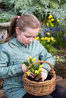 Girl uses hands to plant Narcissus 'Tete-a-Tete' - dwarf daffodils in centre of basket