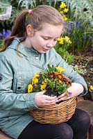 Girl uses hands to fit root ball of violas into planting position in basket
