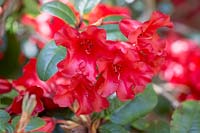 Rhododendron 'The Lizard' 