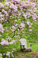 Adirondack chair beneath Syringa x hyacinthiflora 'Churchill' - lilac tree
in blossom 