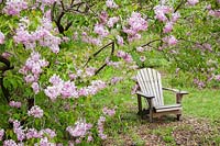 Adirondack chair beneath Syringa x hyacinthiflora 'Churchill' - lilac tree in
 blossom 