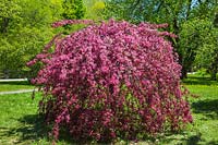 Malus 'Royal Beauty' - weeping crabapple tree in blossom
