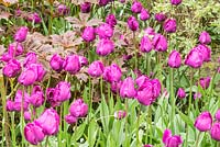 Tulipa 'Negrita' in spring border at Pashley Manor Gardens, East Sussex, UK. 