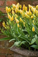 Tulipa 'Antoinette' in stone container at Pashley Manor Gardens, East Sussex, UK.