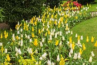 Border of yellow and cream flowering Tulipa at Pashley Manor Gardens, East Sussex, UK. 