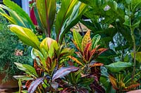 Colourful planting featuring Codiaeum croton and Cordyline fruticosa.